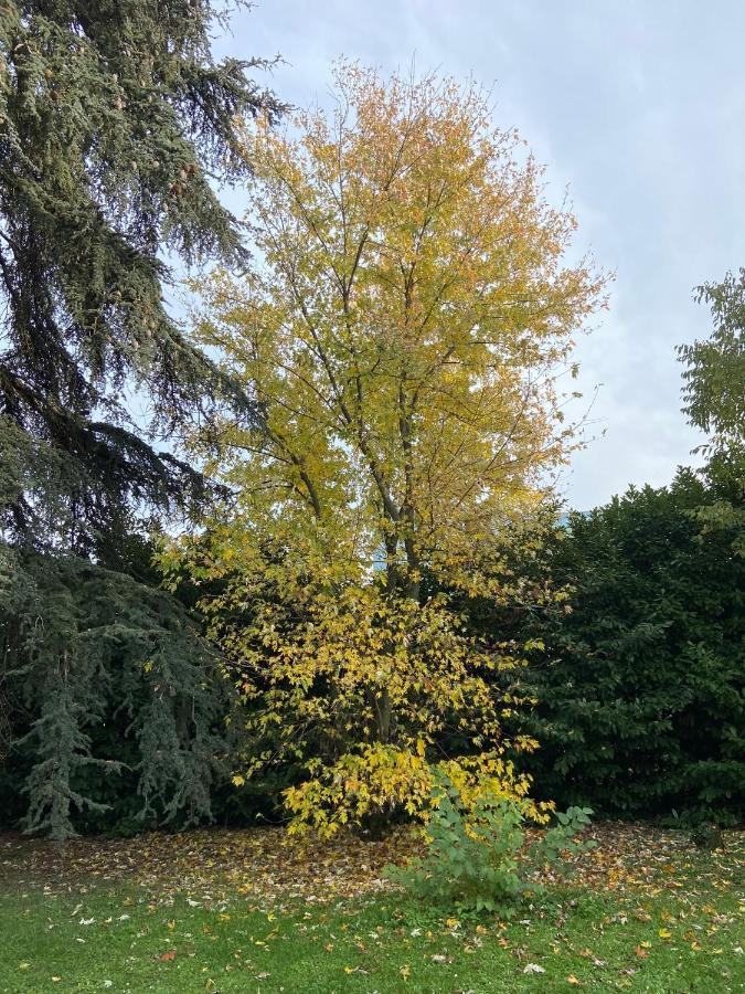 Acero Giallo Parma Dış mekan fotoğraf