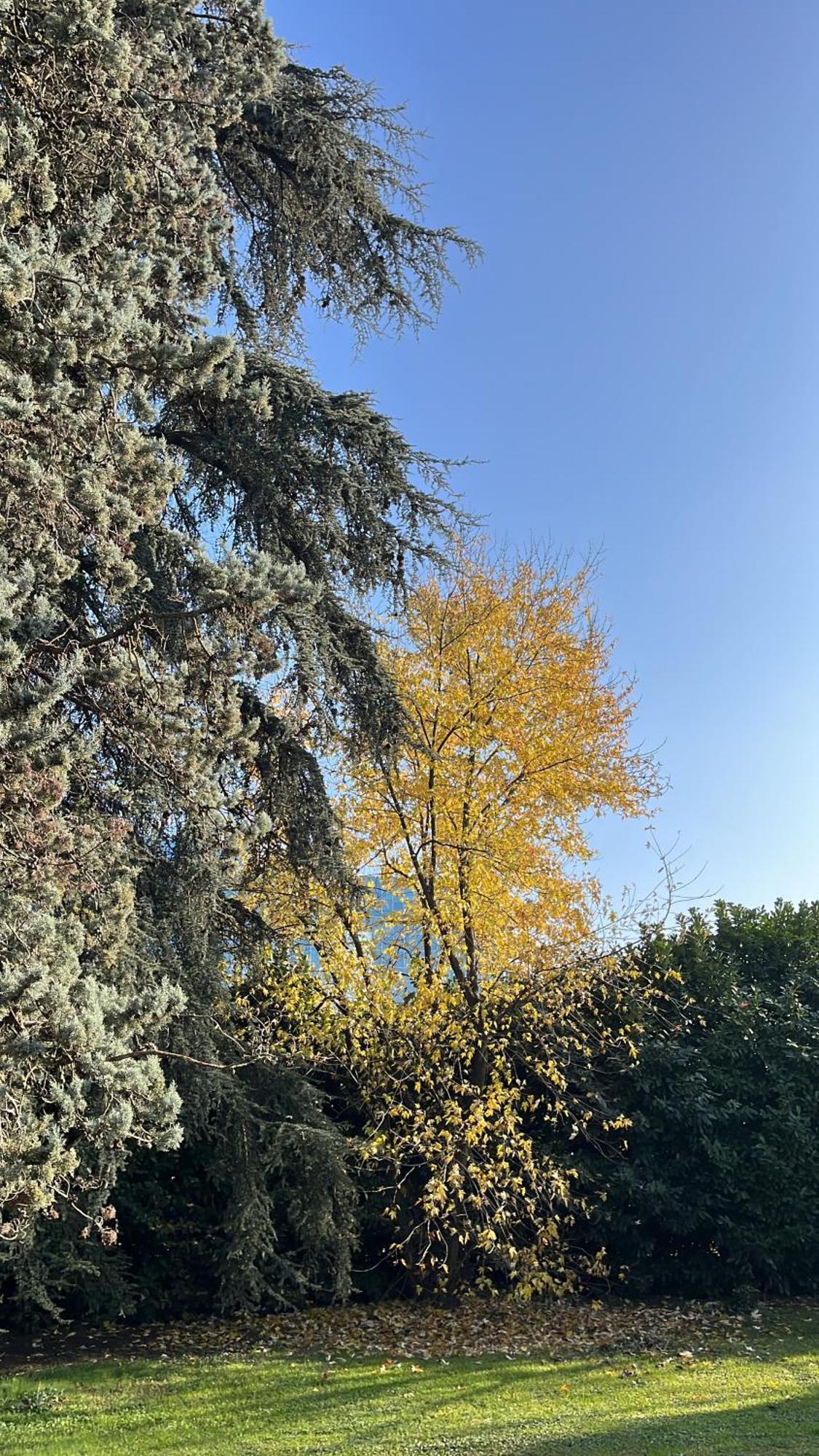 Acero Giallo Parma Dış mekan fotoğraf