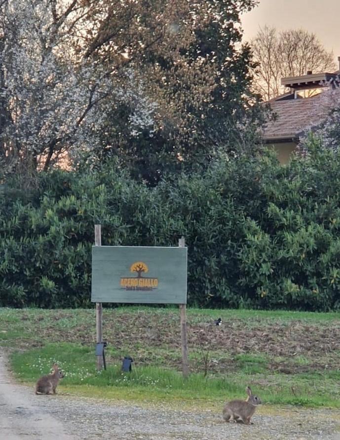 Acero Giallo Parma Dış mekan fotoğraf